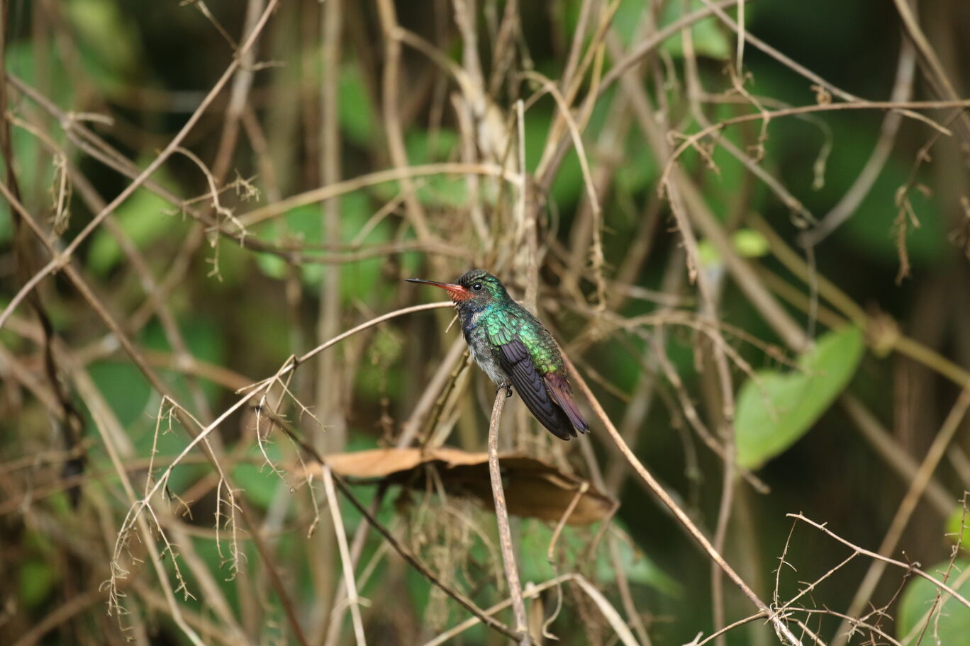 RUFOUS-THROATED SAPPHIRE